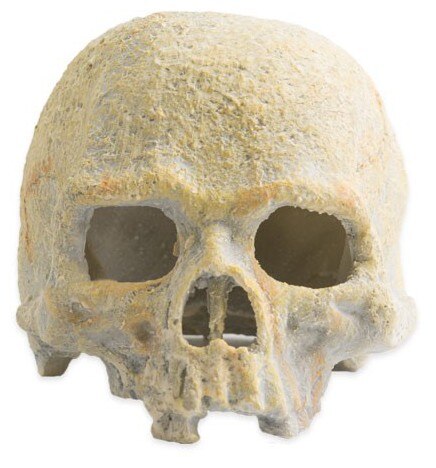 Exo Terra Fluorescent Skull (Reptielen , Decoratie , Grotten en rotsen)