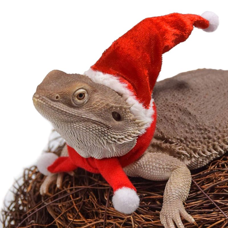 Skæg drage firben santa hat med elastisk hagerem + tørklæde + trækkraft reb jul kostume sæt xmas krybdyr tøj tøj: -en