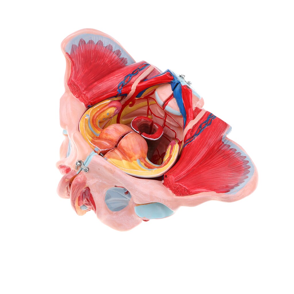 1:1 Life Size Female Pelvis Model with Vessels Ligaments Muscles Nerves & Organs Lab Supplies