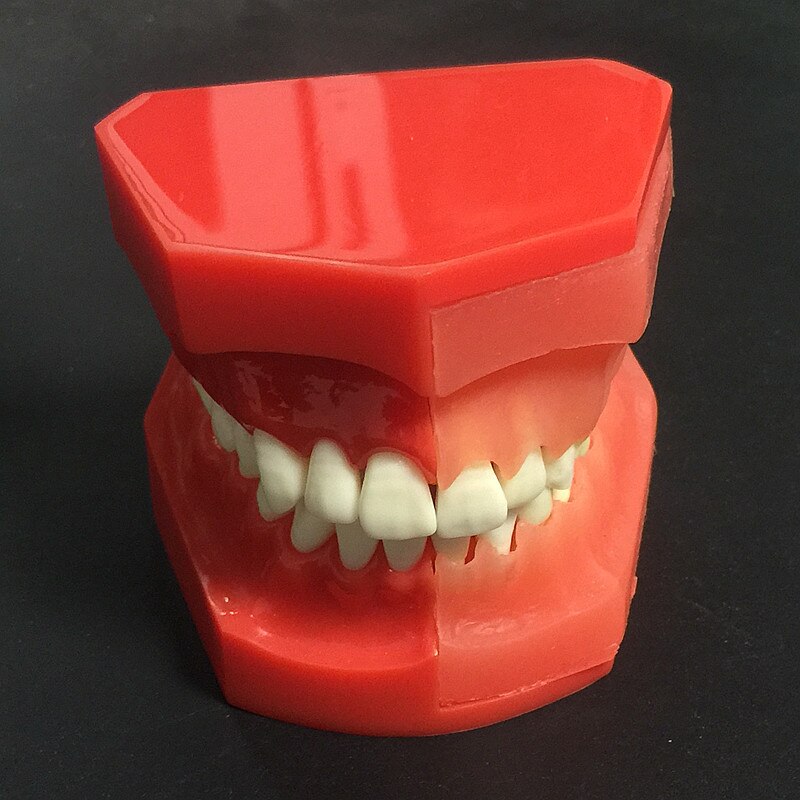 good Dental Tooth Teeth Anatomical Anatomy Model Children Dental Model