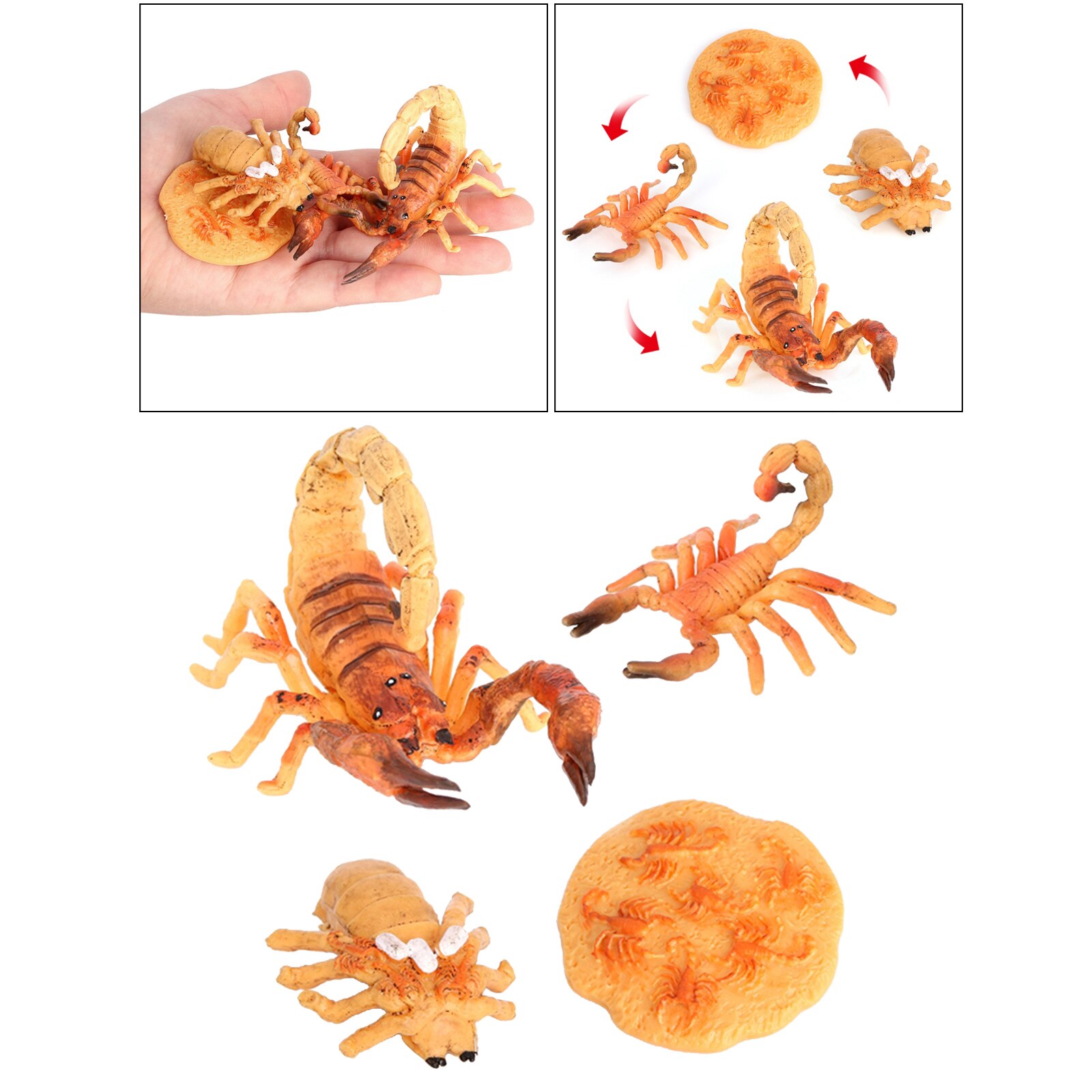 Modèle de Cycle de vie Scorpion de jouet préscolaire de développement éducatif précoce de bébé