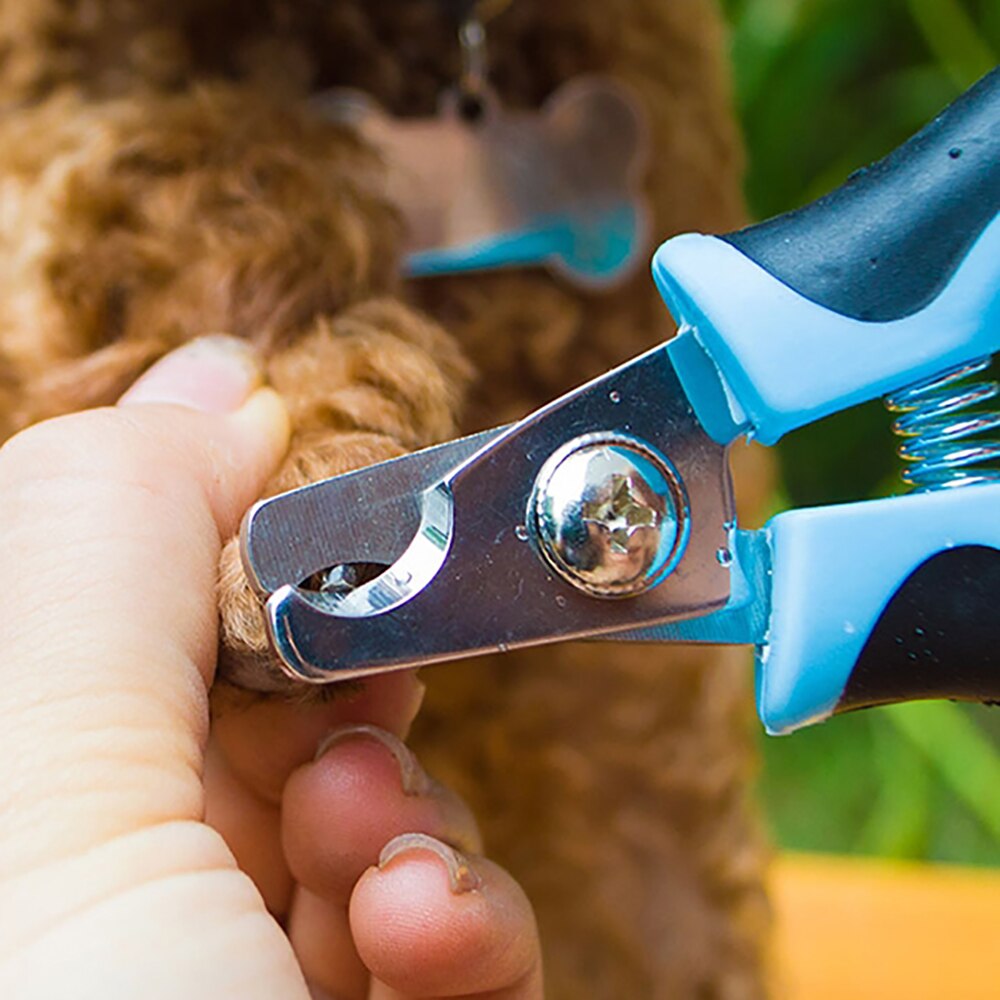 View of Amazon.com: Dog Grooming Scissors - Dog Grooming Scissors / Dog ...