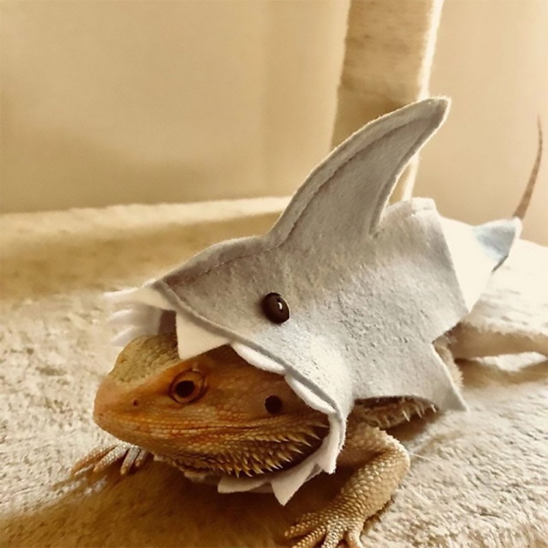 Gecko – Costume de lézard, vêtements pour petits animaux de compagnie