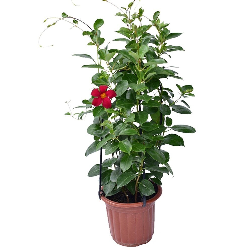 6pcs Plant Supports Gardening U-Shaped Plant Stand Plastic Natural Vegetables Flower Durable Plant Climbing Frame Tomatoes Beans