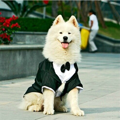 Traje de boda para perro, ropa para chico y perro, esmoquin, Corgi, Bulldog, samoyedo, Husky, Golden Retriever, ropa, chaqueta sudadera de Mascota, atuendo, triangulación de envíos: 18