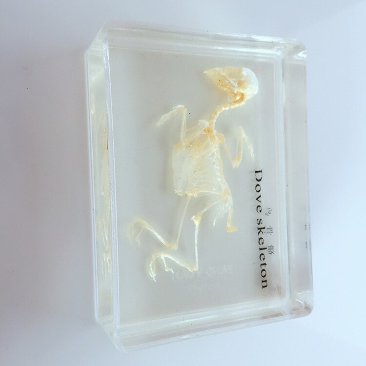 Esqueleto de Paloma auténtica, espécimen integrado, Pájaro de resina transparente, Esqueleto, huesos de animales, modelos de espécimen, biología, enseñanza de la anatomía