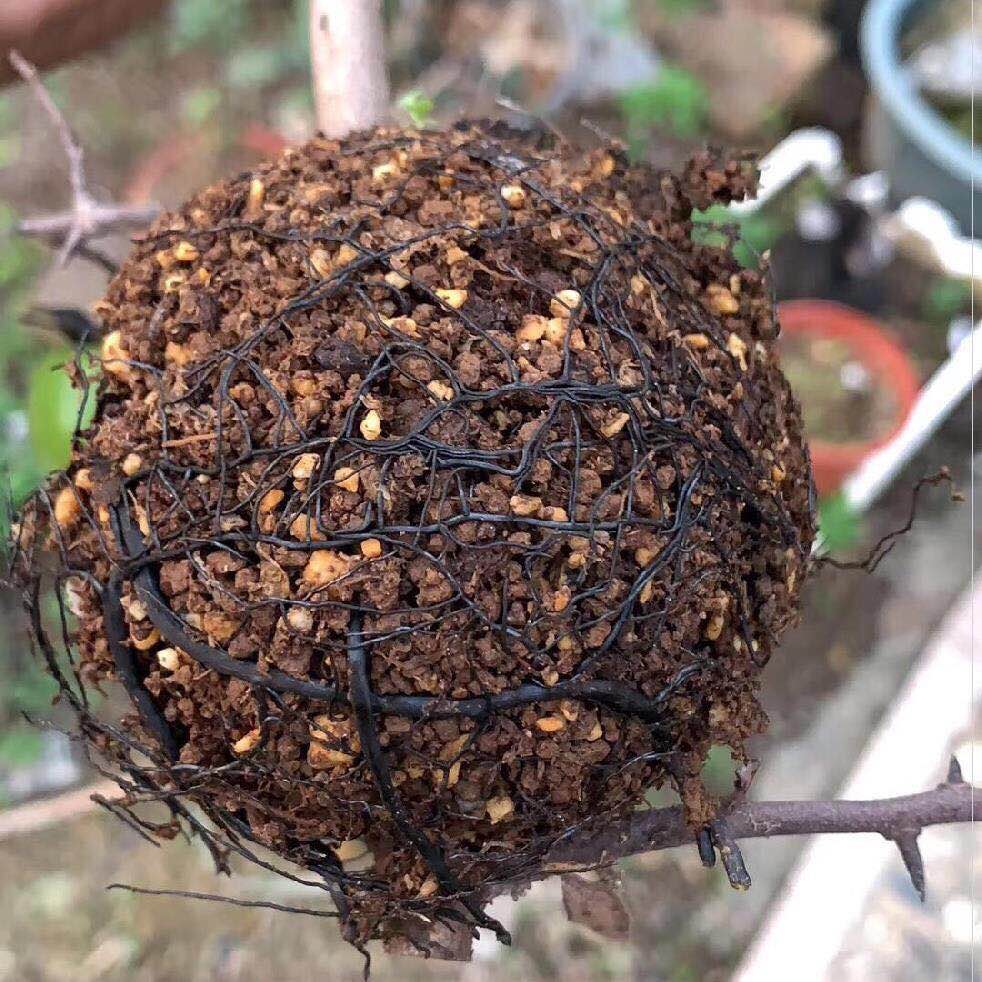 Caixa de crescimento de raiz de planta 5 peças, para jardim 5/8/12cm de diâmetro, enxertia de bola de enxertia de planta caixa de crescimento de enrolamento.