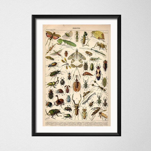 Vintage style toile peinture affiche insecte spécimen peinture de décoration Kraft papier affiche pas de cadre