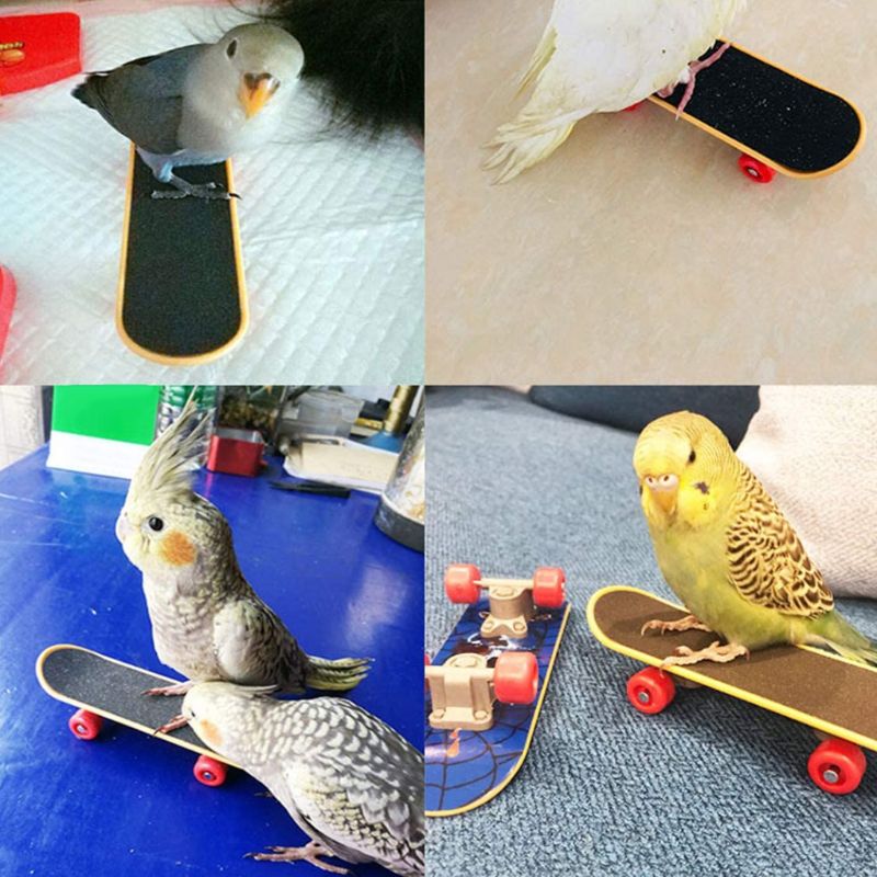 5 stk / sæt papegøje træning legetøj mini indkøbskurv træningsringe skateboard stativ 95aa