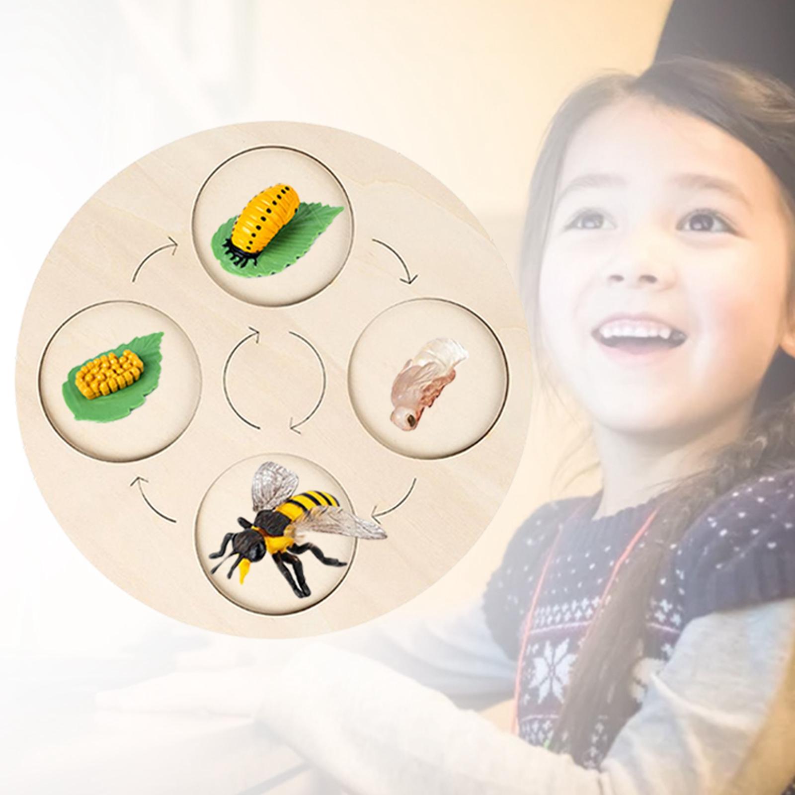 Montessori Life Growth Cycle Board Puzzle do zabawy dla dzieci zwierzęta wczesna edukacja prezenty zabawka na prezenty przedszkole 3 4 5 6 lat dzieci: Ladybug