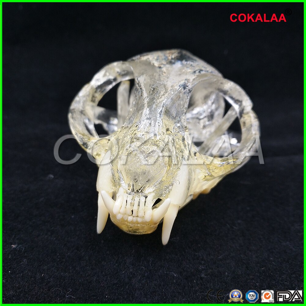 Teaching Dental Teeth Model Cat Model Catamount cat's teeth Cat Dentition Model