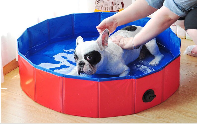 Oversized Hond Bad Plooien In Grote Hond En Kat Zwembad Zomer Huis Zonnesteek Te Veranderen Water