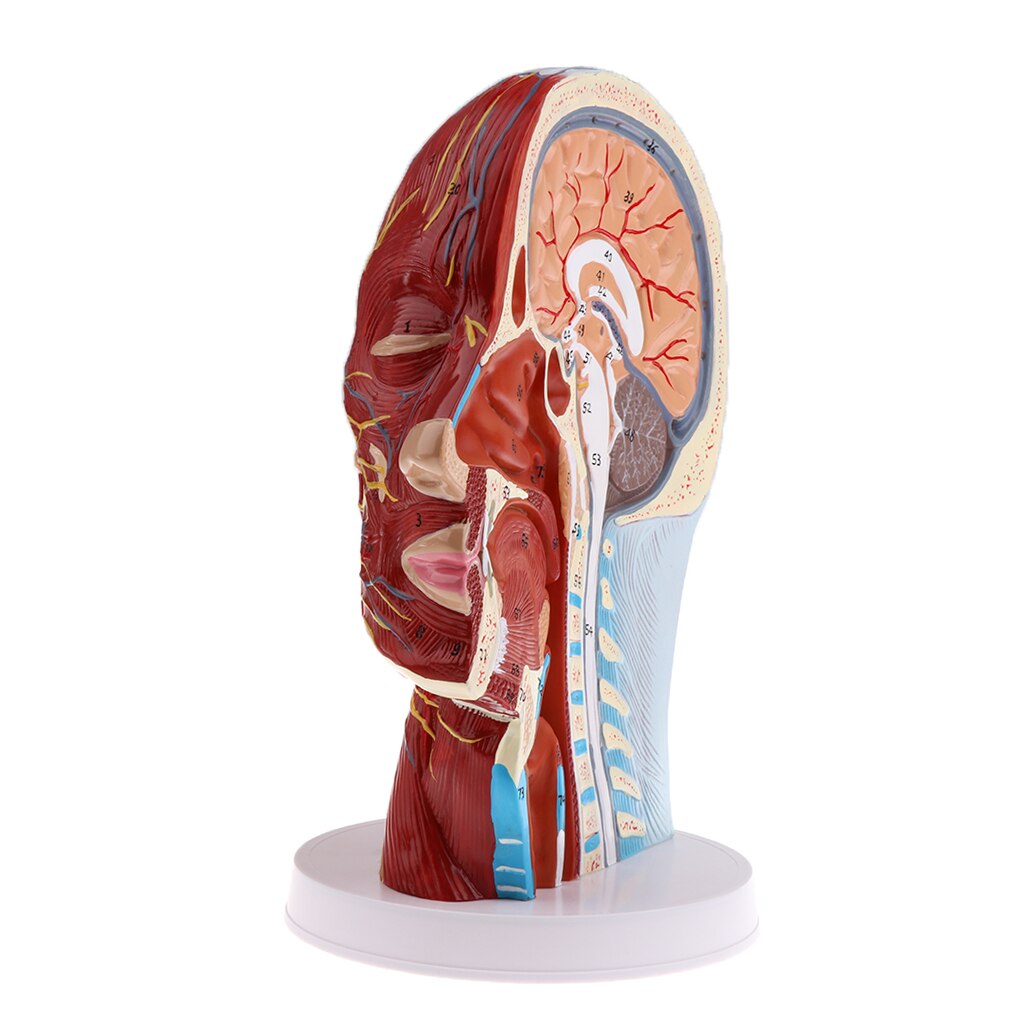 Modèle de plan Sagittal médiane | Modèle de tête pour l'enseignement et la présentation