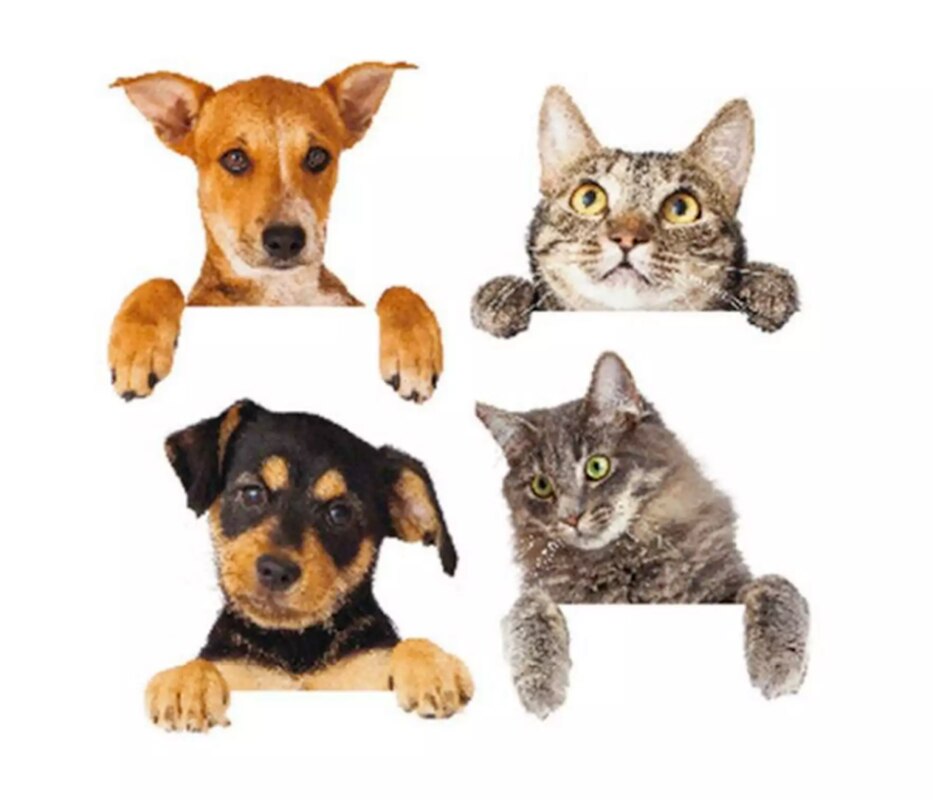 Cartoon Cat and Dog Switch Decoration Wallpaper Children's Room Home Decoration PVC Mural Decoration Wall Decal