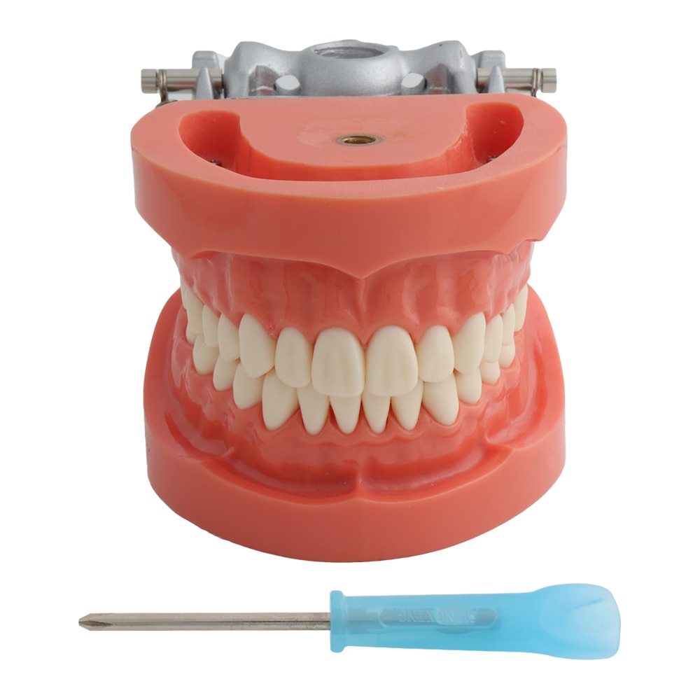 Dental Model Teeth Model Teaching Model Standard Model with 32 Screw-in Teeth Demonstration Teeth Model Fit Nissin Hard Gums
