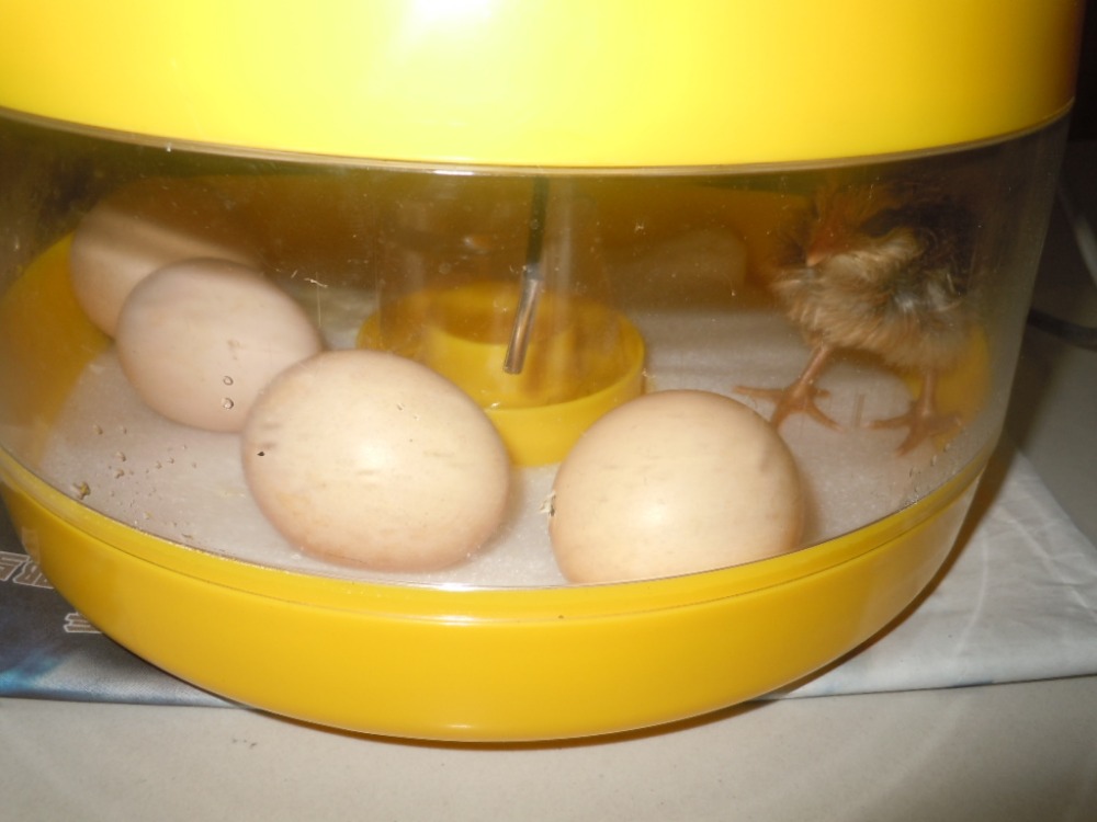 10 Eggs Mini Egg Incubator Egg Candler Poultry Hatcher Chicken Goose Quail Duck JANOEL-10