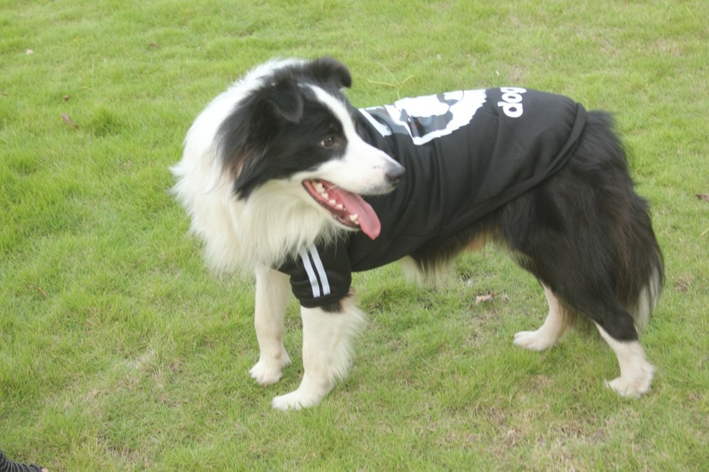 3XL-9XL Pet Clothes Golden Retriever Big Dog Clothing Labrador Shepherd Dog Medium Large Big Dogs Sweater Coat