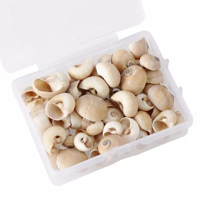 100 PCS Boxed Natural Conch Shells Mini Conch Corn Screw Wall Decoration DIY Aquarium Landscape Seashells Jewelry DIY Craft