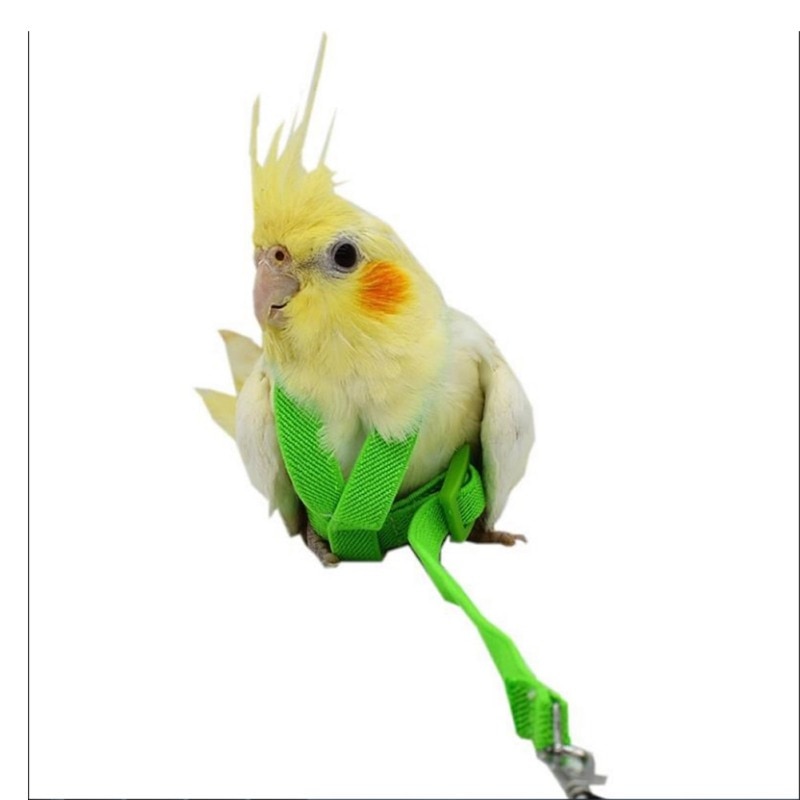 Coleira de papagaio ajustável, 8 tipos, coleira e coleira, corda de treinamento, voo ao ar livre, antimordida para aves, papagaio hamster lizard