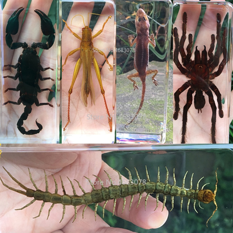 1piece Scorpion Specimen Grasshopper In Clear Resin Educational Explore Instrument School Teaching Supplies 110x43x26mm