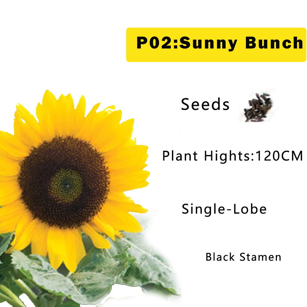 Zonnebloem Zaden Planten Bloemen Seedings Voor Tuin Zaaien Outdoor En Indoor Alle Seizoenen: P02 / 5g