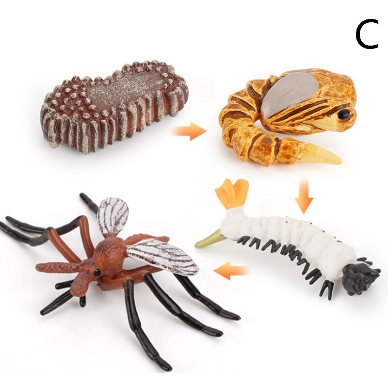 Cognitive Toy Simulation Life Cycle Animals Plant Growth Cycle Model Science Educational Toys For Children: C