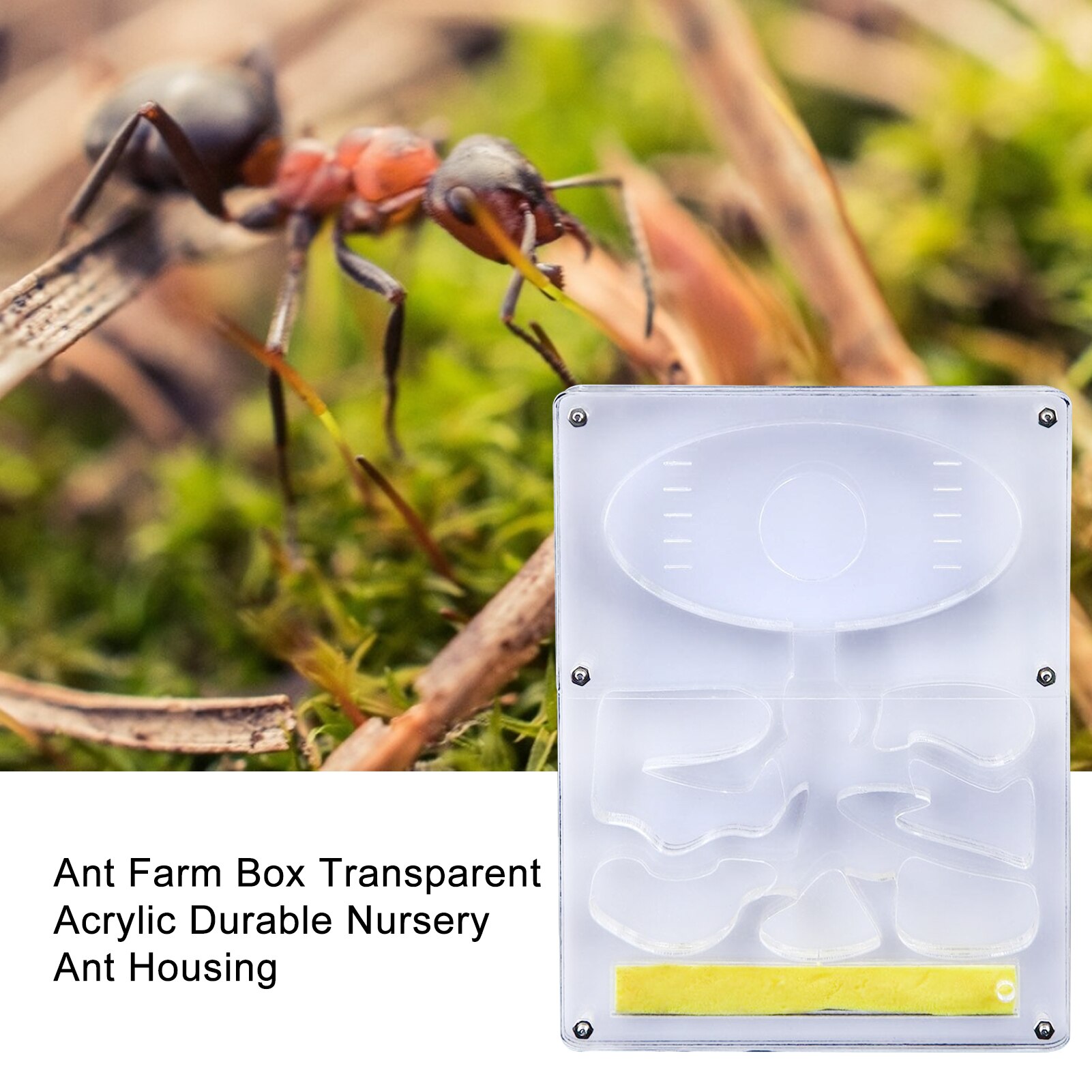 Fourmilière transparente en acrylique, boîtier de fourmis Durable, niche carrée, aménagement paysager, fourmilière, atelier, fourmilière pour animaux de compagnie