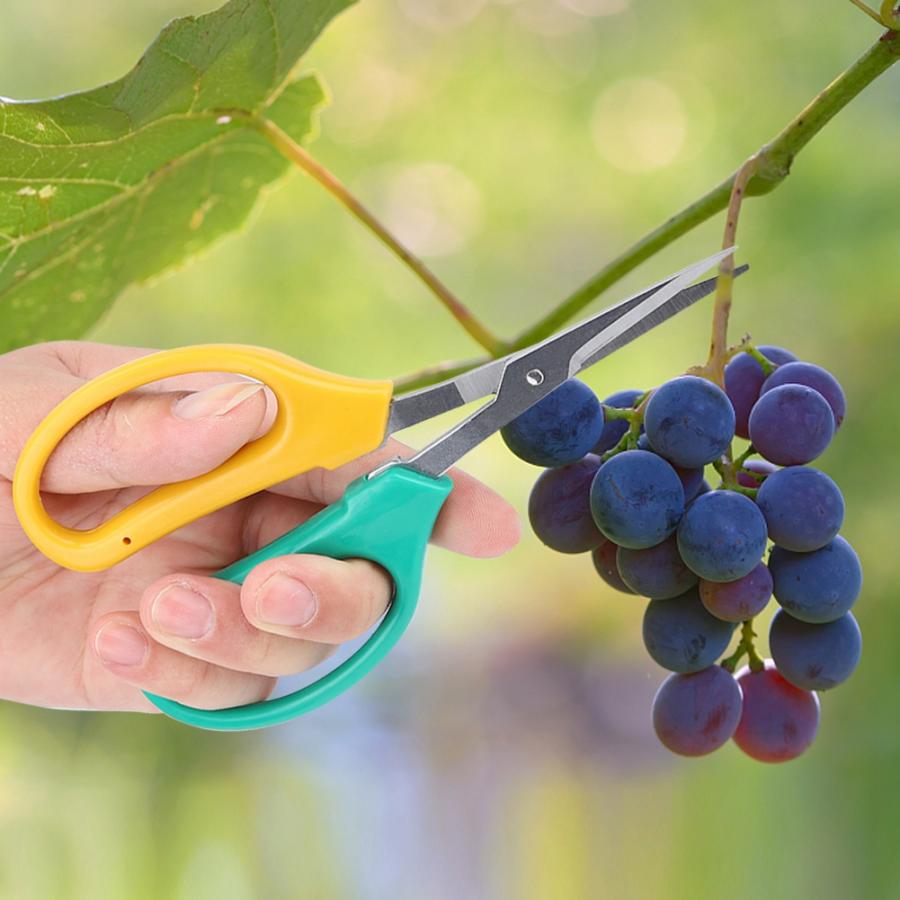 Curved Blade Grape Pruning Shears Stainless Steel Bonsai Shears Fruit Branch Picking Scissors Garden Tools