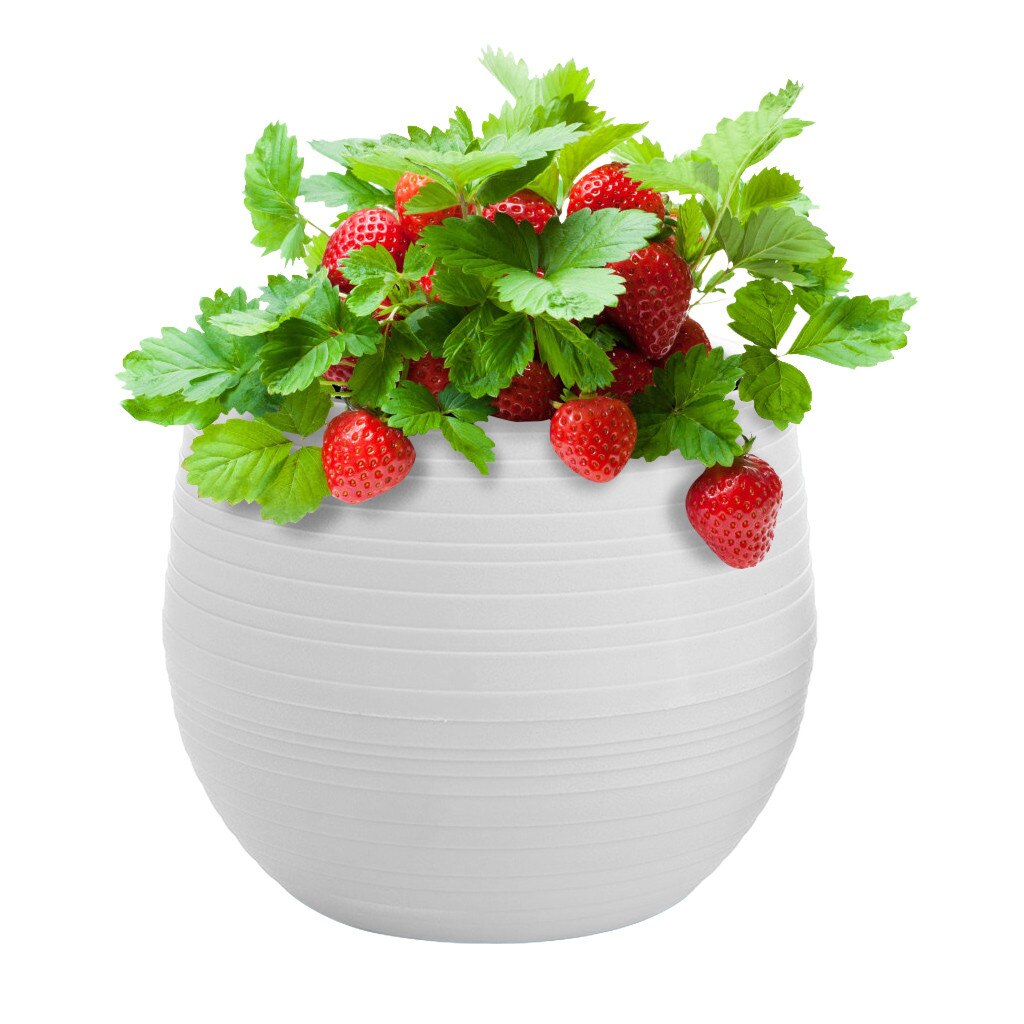 Mini Colourful Round Plastic Plant Flower Pots Home Office Decor Planter Decorative Crafts In The Bedroom Living Room Decoration