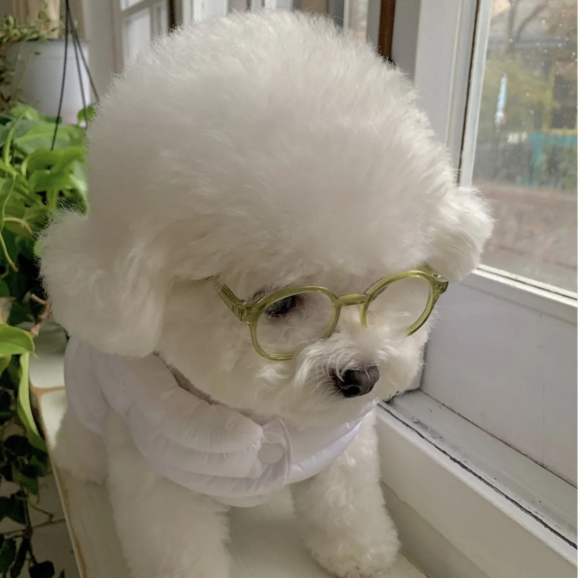 Nuevas gafas de sol Instagram para perros y gatos, gafas bonitas para perros, accesorios de decoración para mascotas de Halloween, accesorios para mascotas: YELLOW