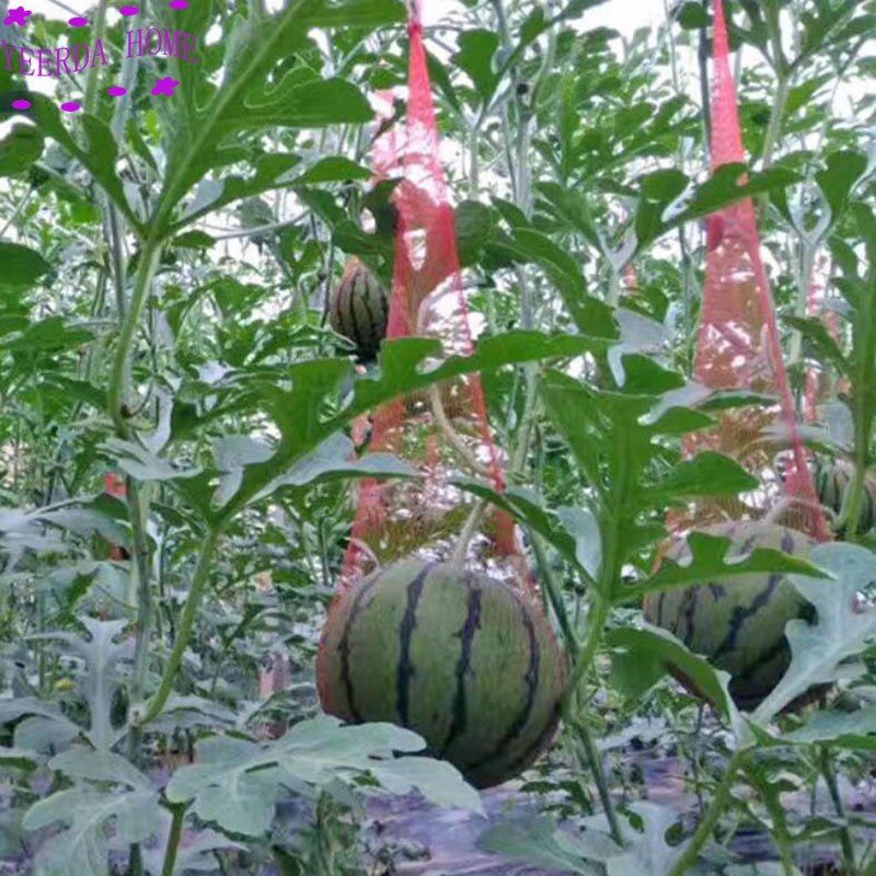 4 größe 100 Stck/viel gartenbau Netz kunststoff Gittergewebe tasche obst Gittergewebe Gewachsen taschen gartenarbeit Netz lebensmittel verpackung netto
