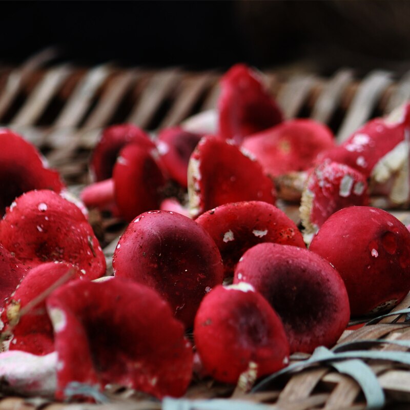 Russula Vinosa, Lindblad, reusula vinus, setas Rojas