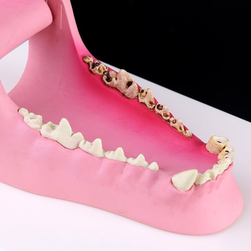 Modèle d'anatomie des dents de chien squelette Animal vétérinaire canin enseignement vétérinaire