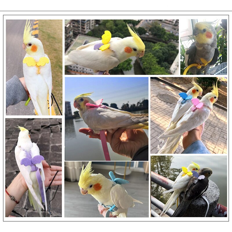 Set di imbracature e guinzagli per pappagalli corda da allenamento per volo all&#39;aperto regolabile con ala per piccoli uccelli medi Cockatiel, Macaw, Budgie