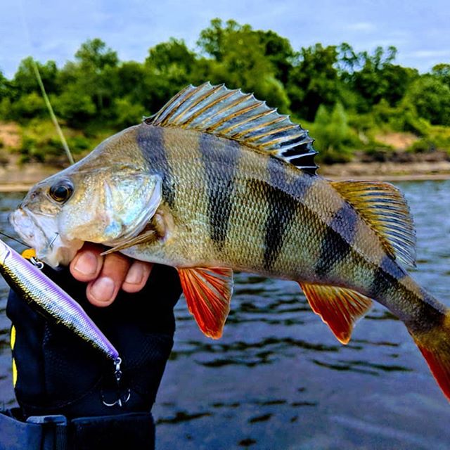 Hunthouse – leurre méné flottant lentement, appât artificiel idéal pour la pêche au bar ou à la truite, 90mm, 11.5g