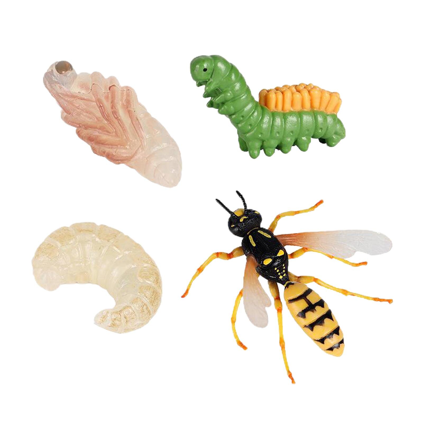 4 Piece Life Cycle Figures, Insects Plastic Wasp Toy Figure - Authentic Hand