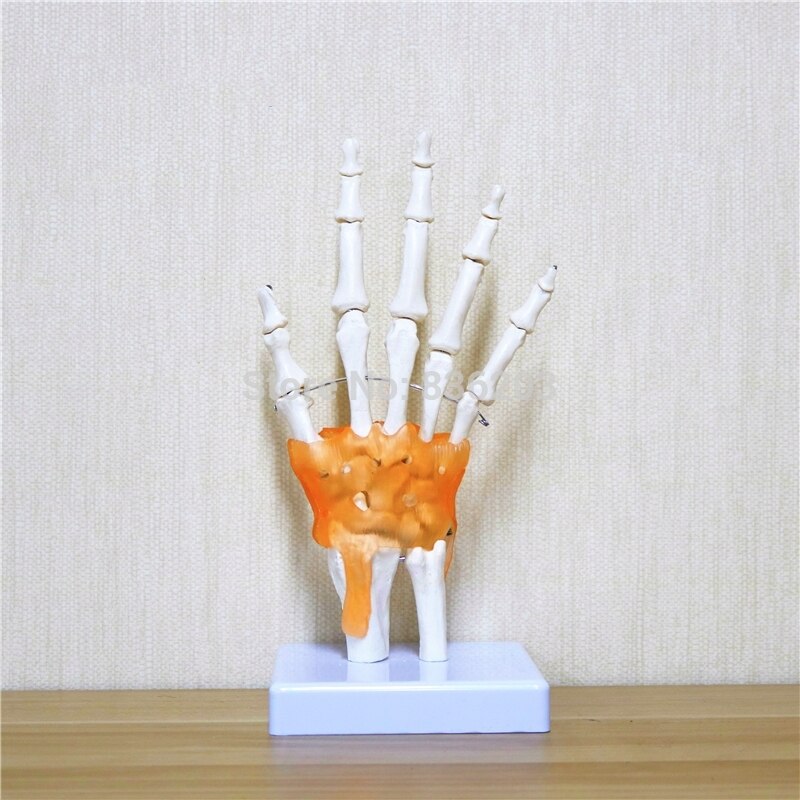 Pistolet traumatique articulaire main taille humaine traumatisme squelette instruments médicaux anatomie modèle d'enseignement de la Science anatomique