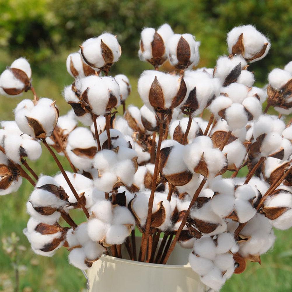 10Pcs Natuurlijk Gedroogd Katoen Bloem Kunstplanten Bloemen Korte Tak Voor Wedding Party Decoratie Nep Bloemen Home Decor