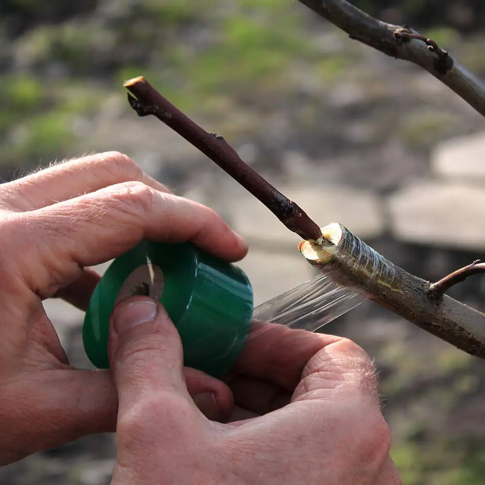 100/600M PE Grafting Tape Film Stretchable Self-adhesive Garden Tree Roll Tape Plants Seedlings Vine Tomato Grafting Accessories