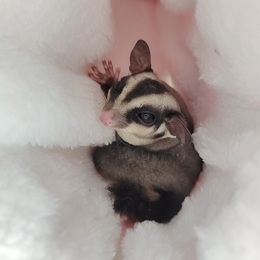 Kærlighed hjerte hamster rotte egern hængende hængekøje gynge rede kæledyr bur sove seng plys metal hængende behagelig kæledyr supp