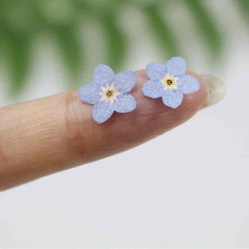 20pcs/0.5-1cm,Pressed mini forget-me-not flowers petals,Nature Real dried Flower DIY nial art Craft Photo Bookmark Cards