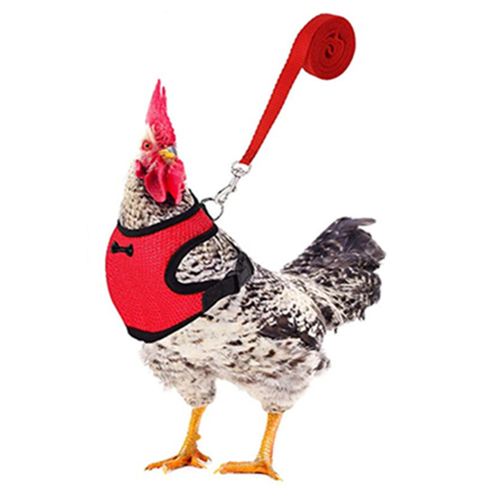 Harnais de poulet réglable, taille de poule avec laisse assortie, gilet élastique et confortable, respirant pour poulet canard chien chat: Red S