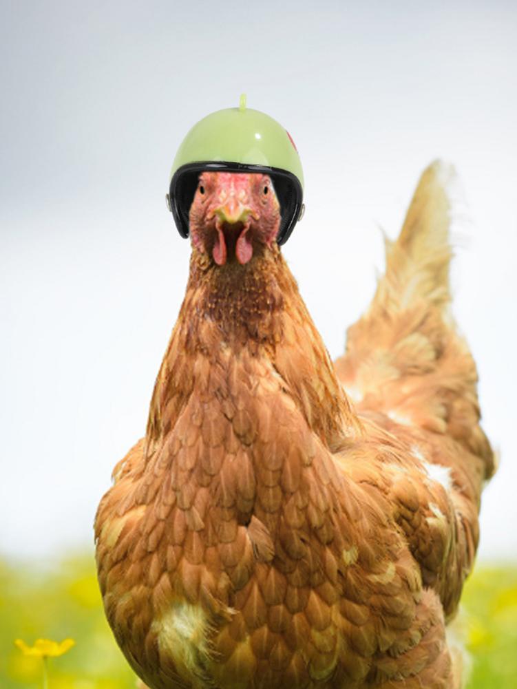 Creatieve Leuke Kip Hoed Kip Bescherming Helm Hoofd Kleine Huisdier Harde Hoed Vogel Hoed Hoofddeksel Voor Kip Eend En Andere gevogelte