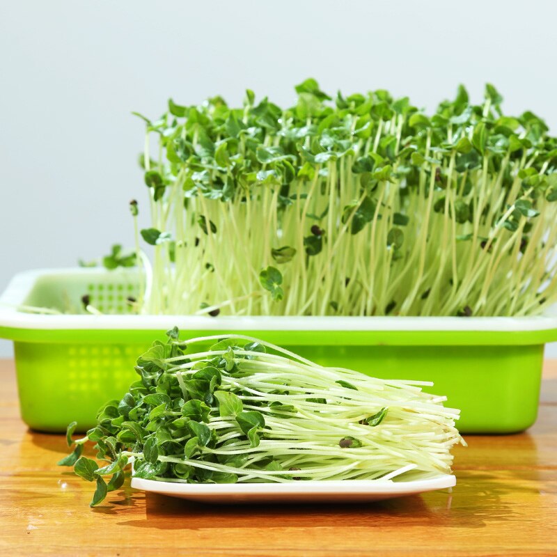 Sistema hidropónico, bandeja de plántulas, germinador sin cola, semillas vegetales, caja de cultivo de raíz, gran capacidad, protector de cultivo para jardín