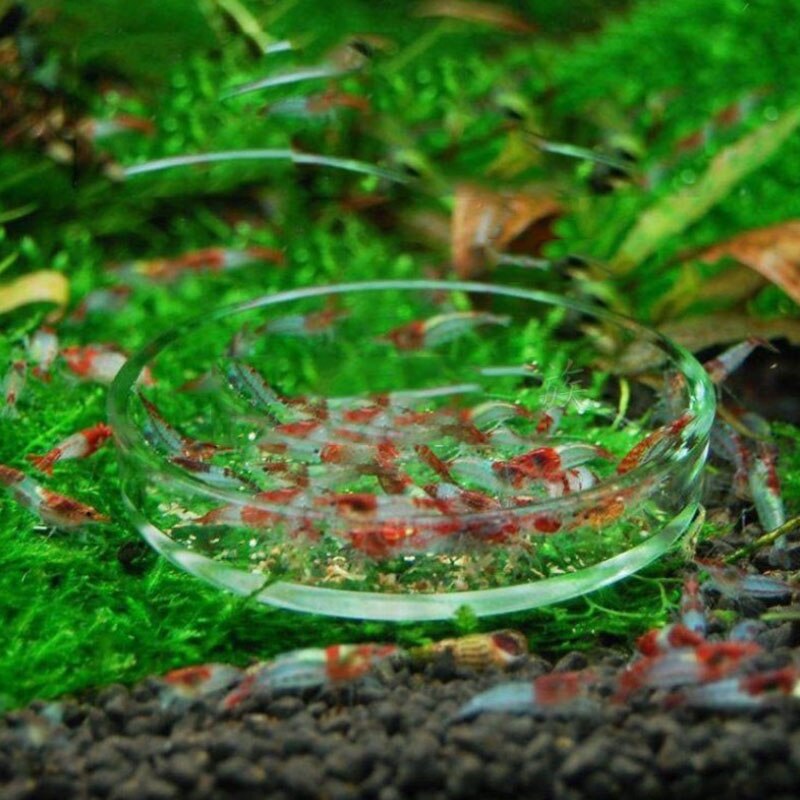 Gennemsigtigt akvariefisk akvarium rejer madfodring cirkel glasføder flydende bundføder fisk rejer tilbehør