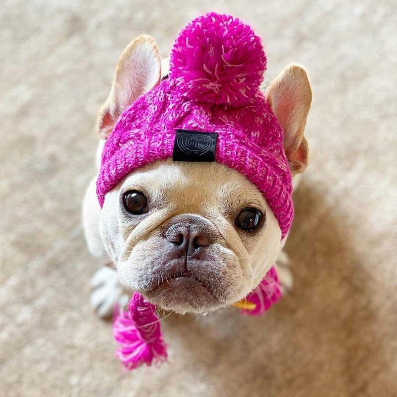 Warm Kleine Hond Hoed Winter Chihuahua Puffball Cap Winddicht Franse Bulldog Medium Honden Katten Hoed Decoratieve Pet Accessoires