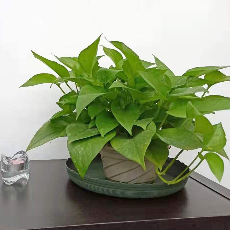 Plant Schotel 10Pc Grote-Plastic Plant Lekbak Voor Indoor Outdoor Planten-Ronde Groene 10Inch Bloem plant Lade