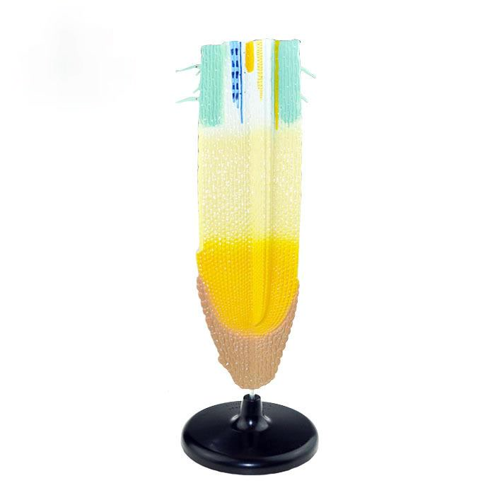 Plant Root System Anatomical Model Root Profile Models Cognize Root Structure Props Biologic Teaching Aids Supplies