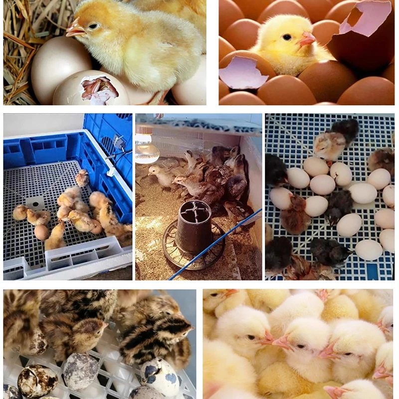 220V Eieren Incubator Broedmachine Automatische Boerderij Incubatie Gereedschap Vogel Kwartel Kuiken Broederij Gevogelte Hatcher Turner 6-16 Ei Incubator