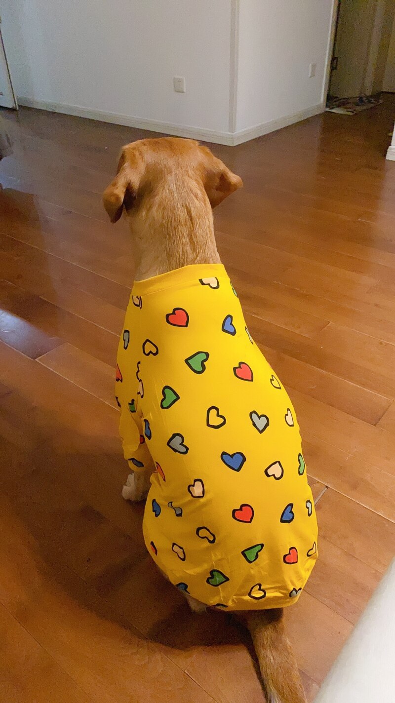 Grote Hond Kleding Grote Hond Kleding Outfit Corgi Shiba Inu Samojeed Husky Labrador Golden Retriever Bull Terrier Kostuum Outfit